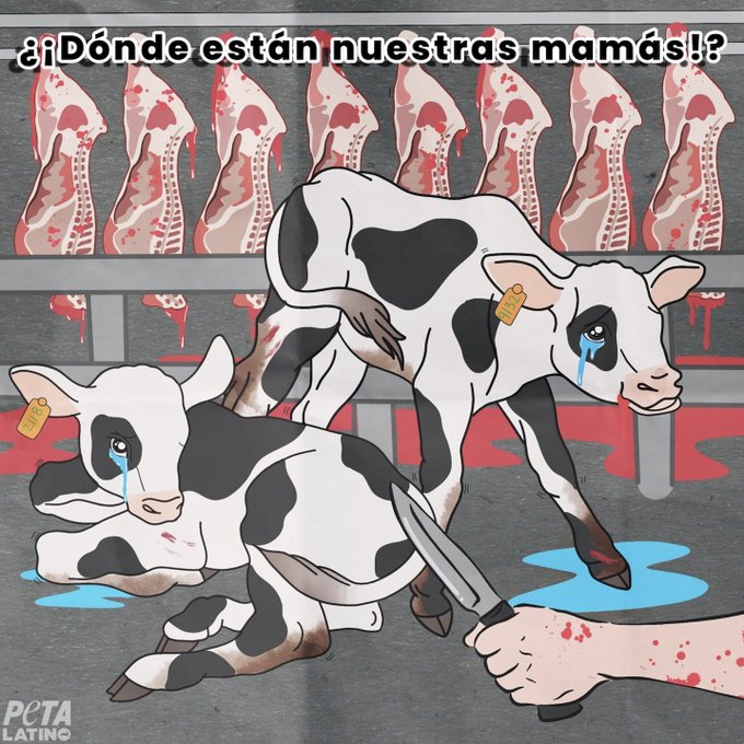 Todos los anuncios lácteos te ocultan esto, miles de bebes muriendo en los mataderos cada día.
Dejad los lácteos, acercaos al veganismo💕💚💫