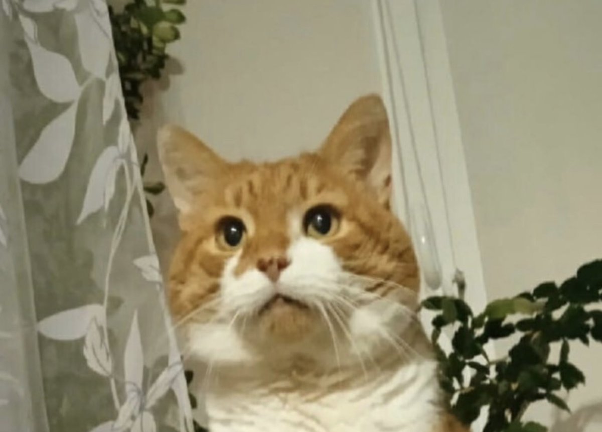 Кот кузя северодвинск. Живодеры из северодвинска. Кот кузя северодвинск последние. Кот кузя живодеры из северодвинска. Кот кузя северодвинск.