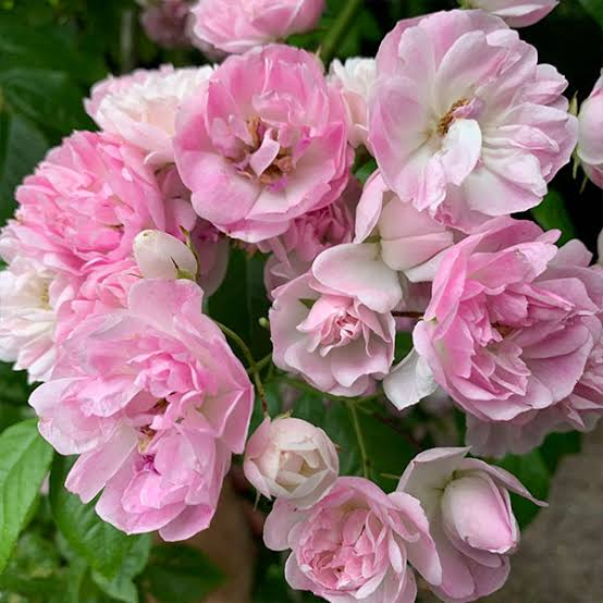 ㅤ
ㅤ
🦉. The 𝗢𝗪𝗟 has sent you present!

To: <a href="/stainerves/">PHOEBE.</a>  
Message: Belvedere
From: You know who
ㅤ
ㅤ