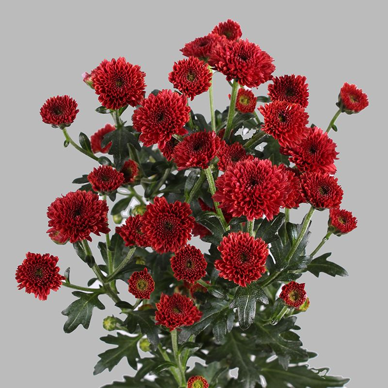 ㅤ
ㅤ
🦉. The 𝗢𝗪𝗟 has sent you present!

To: @griefstealth   
Message: Red Chrysanthemum
From: ;)
ㅤ
ㅤ