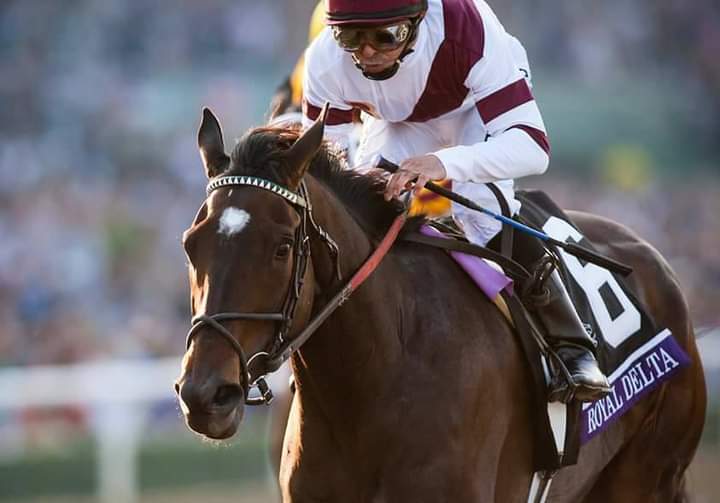 HORSERACING1002's tweet photo. ROYAL DELTA (EMPIRE MAKER) #RoyalDelta 2011 champion 3 year old filly. 2012 champion older female. 2013 champion older female. 2 time Breeder's Cup Fillies and mares Stakes winner https://t.co/vNr3SgsDBH