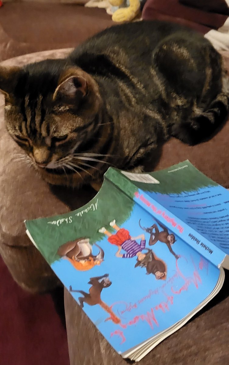 Raffy reflecting on #valentinesday it's possible for a #cat & a #giantanteater to fall in #love 
The Mystery of the Missing Fur is full of  ❤ from #tigers #monkeys #lemurs #warthogs
Wishing all you humans a very happy Valentine's Day. 💛❤
#valentines #truelove #middlegraderead