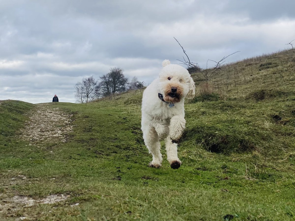 dog_timber's tweet photo. A quick scamper in my favourite walkie-place before the rain 💚🐾 https://t.co/EzQ7M9mG7I