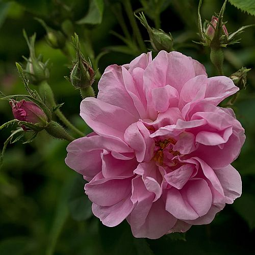 ㅤ
ㅤ
🦉. The 𝗢𝗪𝗟 has sent you present!

To: <a href="/pulchrietuede/">‍ ‍ ‍ ‍ 𝑨𝐑𝐋𝐄𝐍͟𝐄 .</a>    
Message: York and Lancaster Rose
From: siapa ae
ㅤ
ㅤ