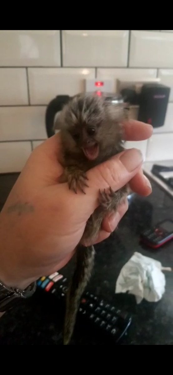 JoshuaCrowder1's tweet photo. 🐒 need https://t.co/JAzwgWYZkQ