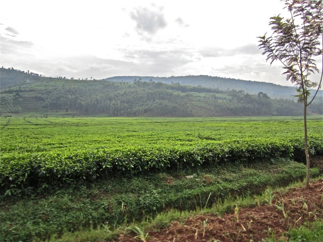 PfundaTeaCoop's tweet photo. What you should know about our #tea:
1-It is sourced from the finest tea gardens in #Rwanda and the tea is individually picked and hand plucked.
2-It is grown in lush #volcanic soil and in perfect climatic conditions.
#Abanyamihigo on #Twitter #RwOT #PfundaTeaEstate #TeaPlanters https://t.co/SIqSEpGR6D