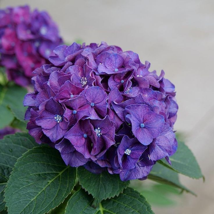 ㅤ
ㅤ
🦉. The 𝗢𝗪𝗟 has sent you present!

To: <a href="/pulchrietuede/">‍ ‍ ‍ ‍ 𝑨𝐑𝐋𝐄𝐍͟𝐄 .</a> 
Message: A Bouquet of Purple Hydrangea.
From: —
ㅤ
ㅤ