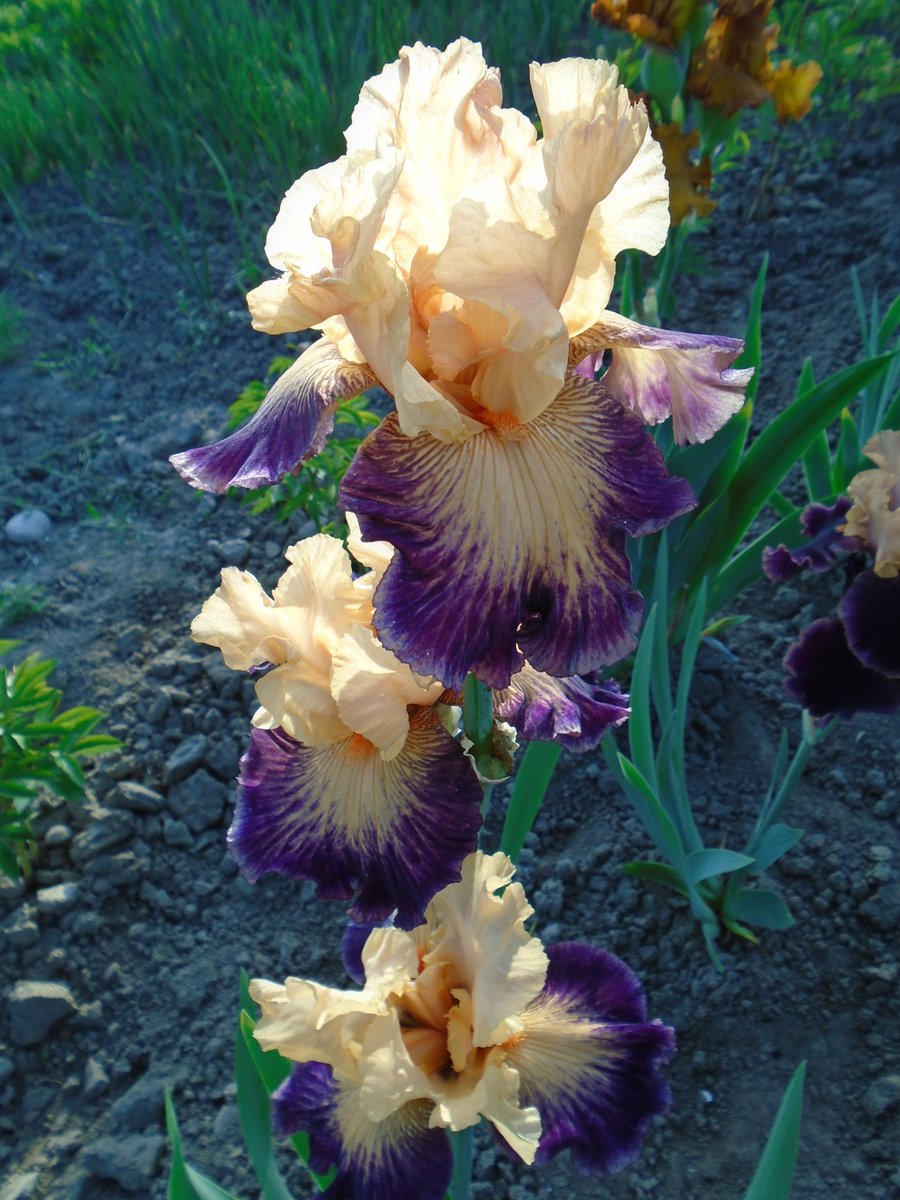 PPetpach tweet picture