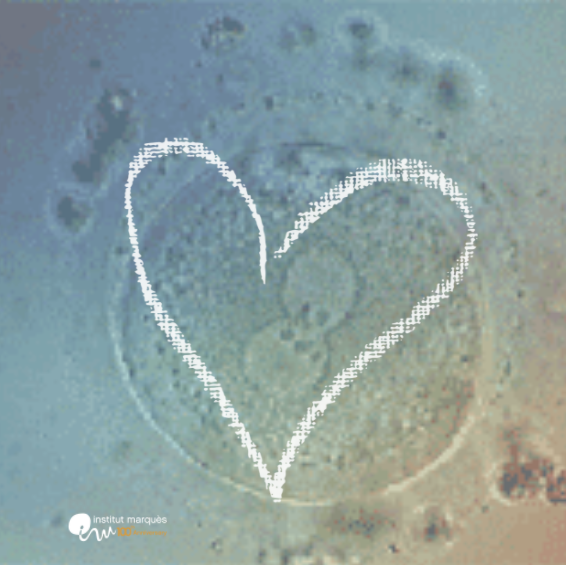 La #fecundación es ese encuentro amoroso bajo el microscopio que dará lugar a los millones de células de las que estamos compuestos. La #vida siempre se abre camino y empieza con un deseo: el de ser #madre y conocer al verdadero #amor de tu vida. #FelizSanValentín #SanValentín