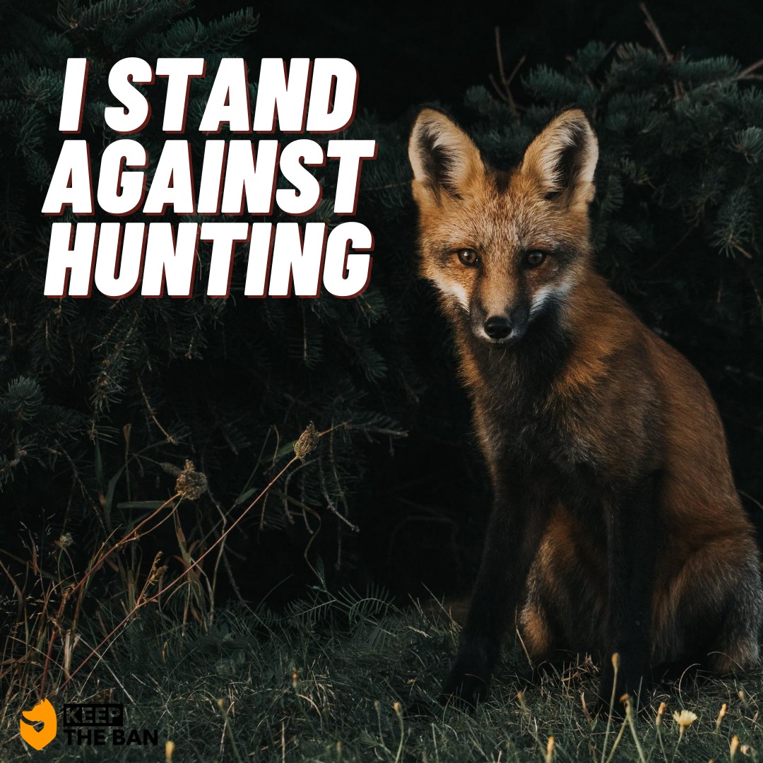 ProtectTheWild_'s tweet image. Let's see what support there is against fox hunting on twitter. 

Follow @Keeptheban_ and RT this post if you stand against hunting.