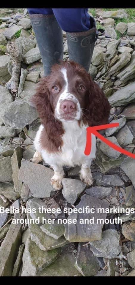rosieDoc2's tweet photo. 💙BELLA #stolen on night of 27/7/20 from her home in Pwll Y Pant in #Caerphilly WALES with her friend Luna 
Female/young adult liver &amp; white #Sprocker 
❤️BELLAS WHITE LINE ON HEAD GOES MORE TO THE LEFT 
https://t.co/u7CN7wIqdd

https://t.co/hLNhquAXvX https://t.co/EYUFqlQTGh