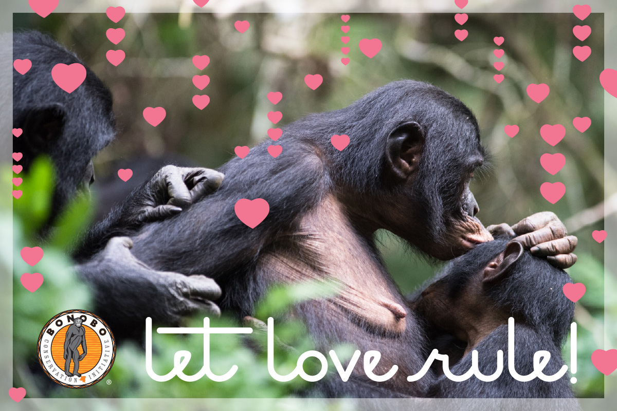Bonobodotorg's tweet photo. Happy Valentine’s Day (aka World Bonobo Day)! 

What better time to celebrate bonobos than today, the day of love? Bonobos are renowned for being affectionate &amp; amorous, &amp; their society is remarkably peaceful and cooperative. They remind us what’s possible when we let love rule! https://t.co/9gRlzjqrTU