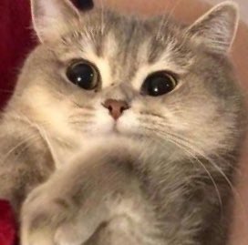 jungwon cat and his bread cheeks