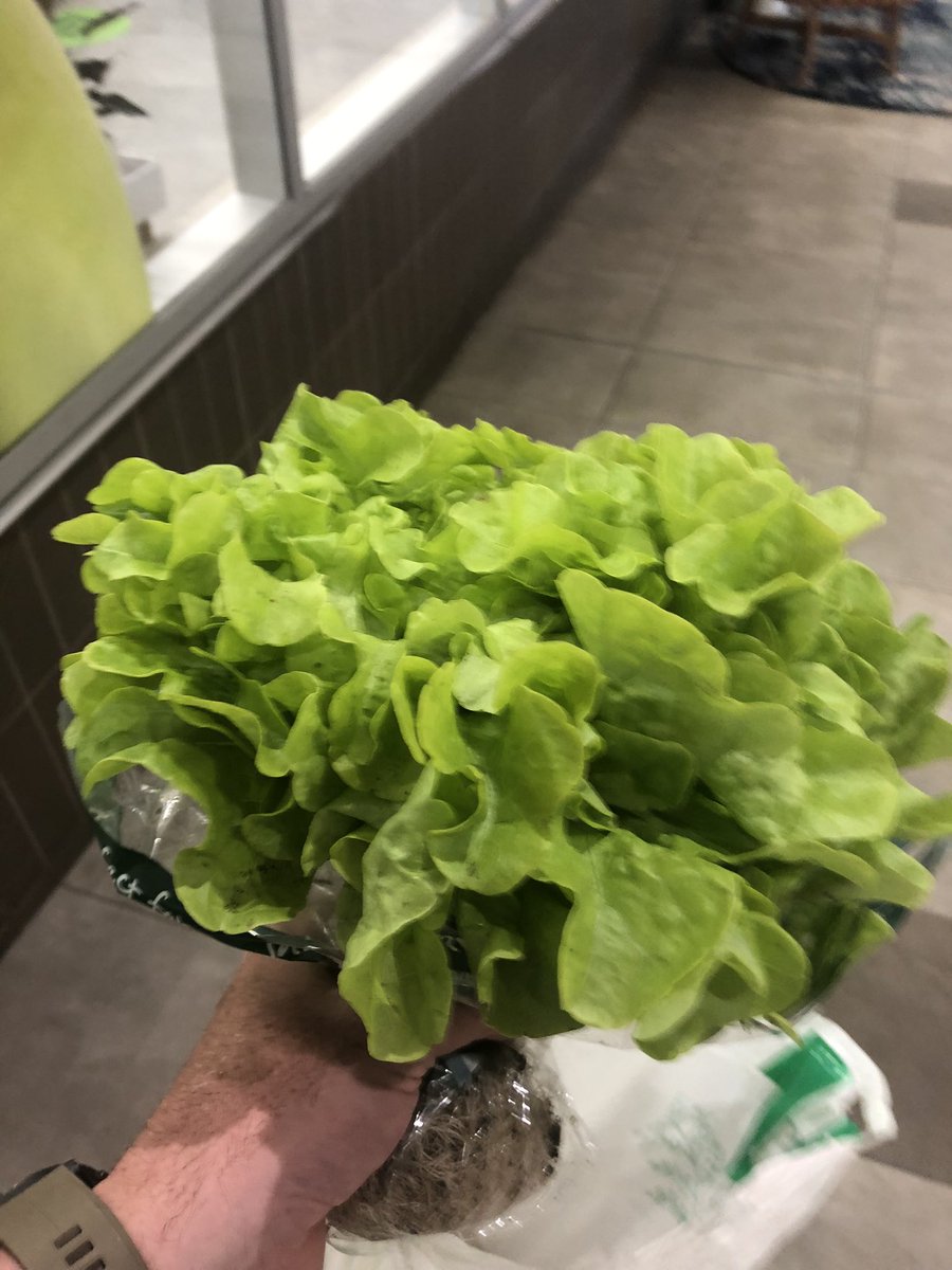 NrIConspir's tweet photo. @spartytalkback I gave my wife a bouquet of oak leaf lettuce #TrueRomantic https://t.co/BOqgQJtrl8