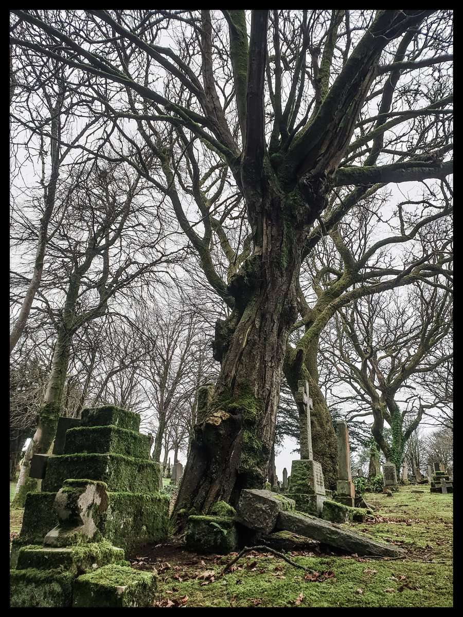 TheCemetress's tweet photo. Good morning!
π₯°π²β°π¬βπ½π€
Hope you all have a wonderful week!
#Skeletrees
#Mossome
#HomeAgain https://t.co/aSq3NecfTb