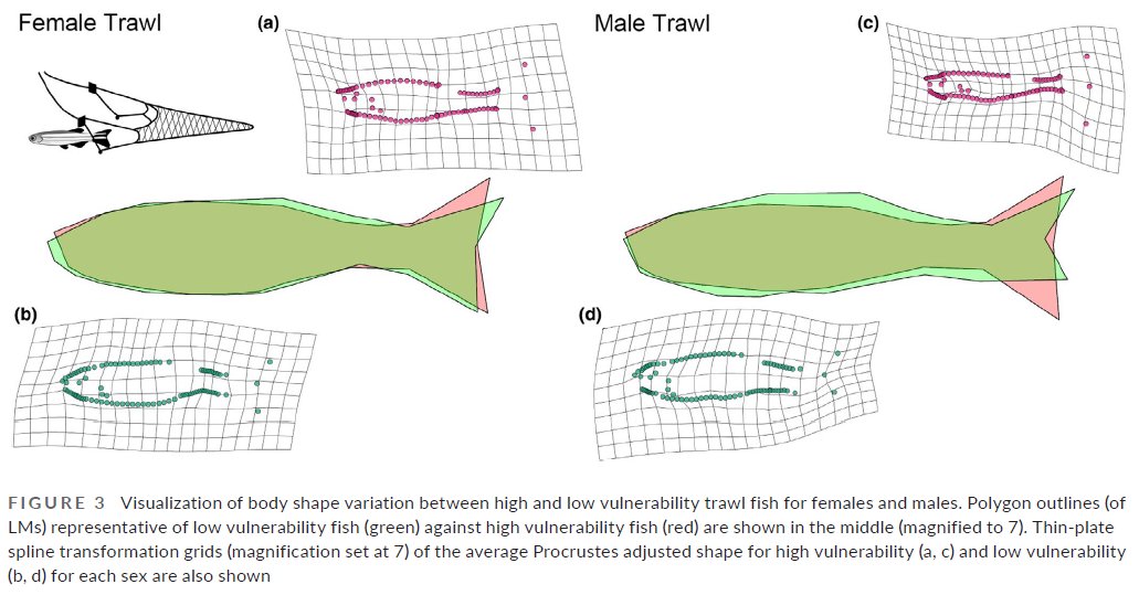 New paper with great work by <a href="/ThambithuraiD/">Davide Thambithurai</a>, looking at selection on morphology by scaled down trap &amp; trawl fishing. For both gears, vulnerable fish had shallower bodies: interesting given active and passive gears generally select on different phenotypes. onlinelibrary.wiley.com/doi/10.1002/ec…