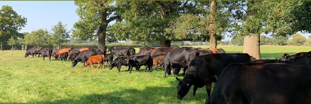 Phepson Angus Calving Assistant Wanted May And June On Our Regenerative Pedigree Angus And Redpoll Herd No Experience Necessary Lots Of Support Training And Minimal Lone Working For All Practical