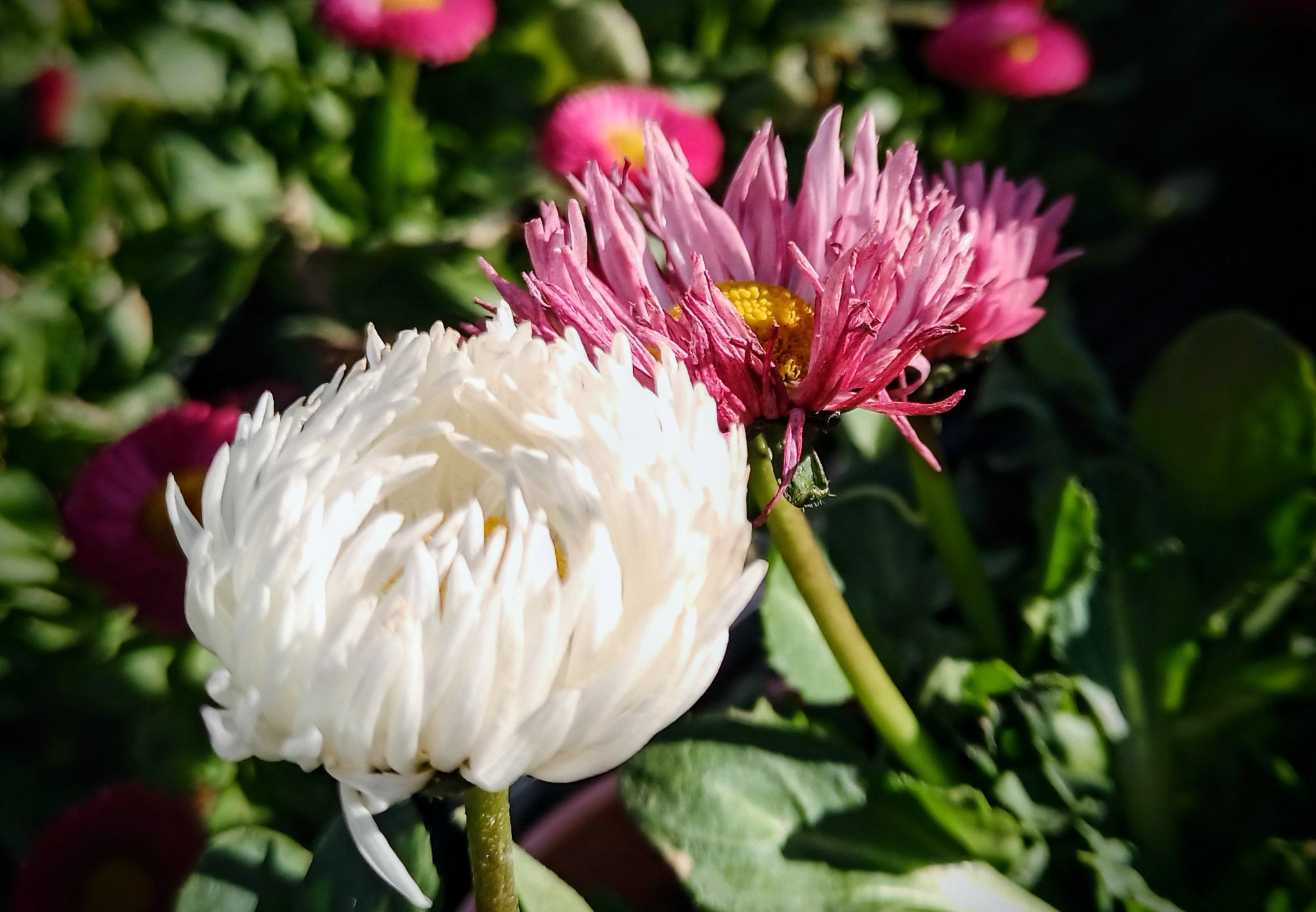 𖦞 しろあさ 花𝓁𝒾𝓀ℯ 𖦞 このお花ちゃんの名前がたくさんあって混乱中です 花言葉もたくさん 2 14 デイジー アスター 蝦夷菊 薩摩菊 花言葉 変化 忠実 貞節 思い出 信じる心 心残り さようなら 互いに想う