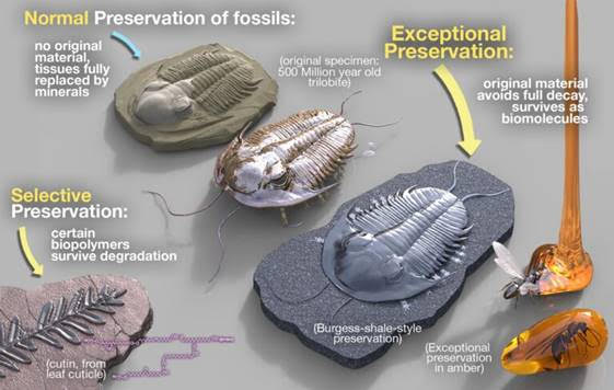 Fantastic opportunity at <a href="/CurtinUni/">Curtin University</a> to study for a PhD with awesome Prof. Kliti Grice (ARC Laureate Fellow). Studies of insect fossils compared to modern day ones will deepen our understanding of major events in evolution of life and our planet. Stipend approx $27,000 per annum