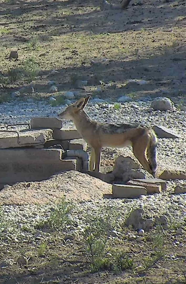 SANParks's tweet photo. Webcam highlights: https://t.co/wA66QMFkcE #LiveYourWild https://t.co/CDtzSejsu6