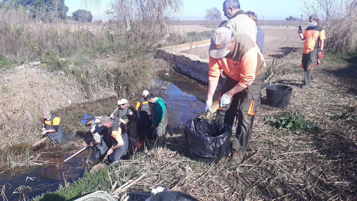 VaersaGva's tweet photo. En el Ullal de la Font del Forner (en el Romaní, terme municipal de Sollana), s’han fet treballs de neteja de la vegetació de la séquia, hàbitat del #samaruc. El personal de la piscifactoria del Palmar va mostrar a la brigada del parc com es fa la pesca elèctrica. https://t.co/xSEnQ6LELW