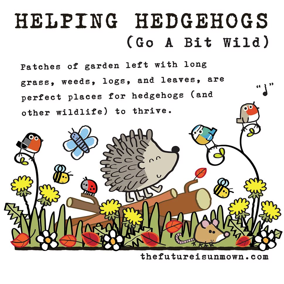 Hedgehog Friendly ARU Writtle tweet media