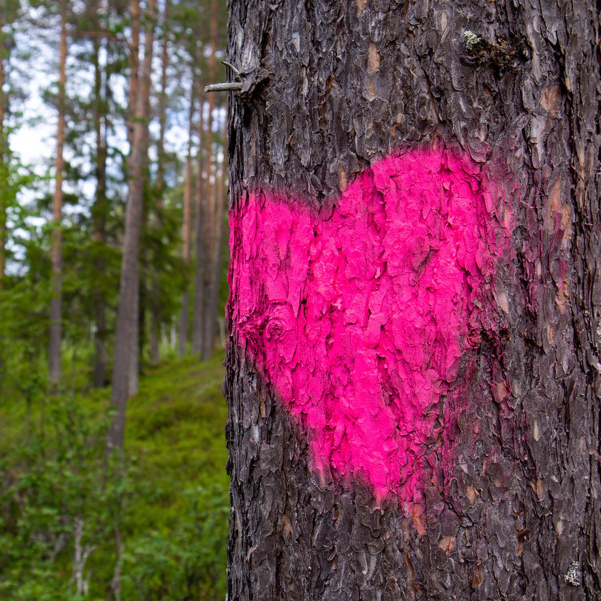 Alles Liebe zum Valentinstag! ❤