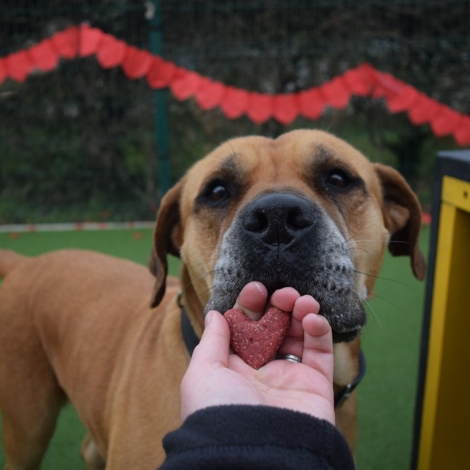 DogsTrust's tweet photo. Happy Valentines Day 💛 Celebrate with your pooch by making them these tasty dog-friendly valentines biscuits 😍
​Suzie absolutely loved them! 
​Just a reminder that 1 of these as a treat per day is enough for your four legged valentine! 🐶 https://t.co/fwMOmDtMqt