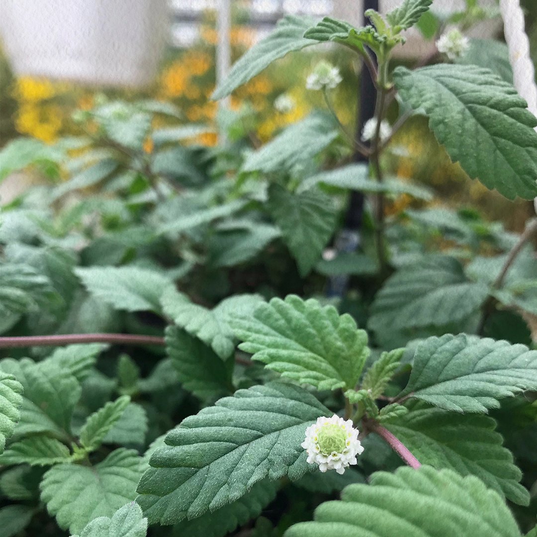WestlandsUK's tweet photo. Sweetest for your sweetest this Valentine's Day π
Honey-sweet with slight camphor bitterness, Aztec Sweet Herb makes the perfect garnish for your Valentine's dish. π
#ValentinesDay #ValentinesFood #edibleleaf https://t.co/vgSPVJEfCY