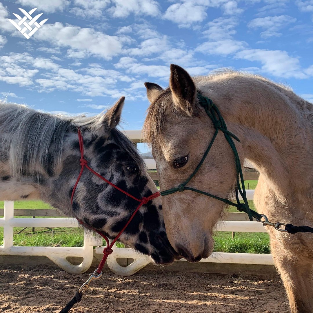 FarmStable's tweet photo. Love is in the air! 😍 🥰 ❤️ These two are brothers and also the best of friends. We hope you are all having a fantastic day 😊

#enhancingequinewellbeing #equinesupplies #equinesupplements #equinelife #equineprofessional #FarmStable_UK #farmstableuk #horse #horses https://t.co/rf05nRhJBi