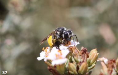 L'Obs. des Abeilles tweet media