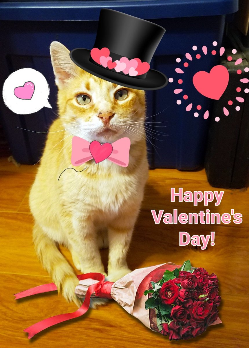 biscuitscheddar's tweet photo. Happy ❤❤❤❤❤❤ Day! https://t.co/DR7xTi4pWC