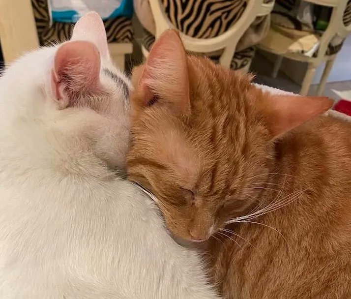 RomneyCats's tweet photo. #HappyValentinesDay from the Romney House #Cats https://t.co/ztqAwAcPk3