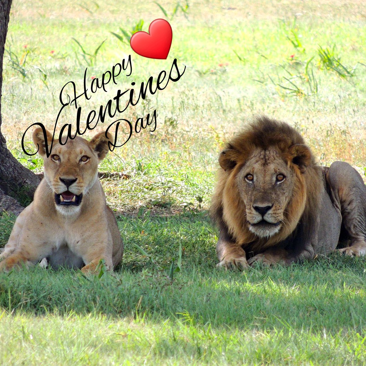Happy Valentines day from all of us at Karibu Africa Safaris.

#HappyValentinesDay #ValentinesDay