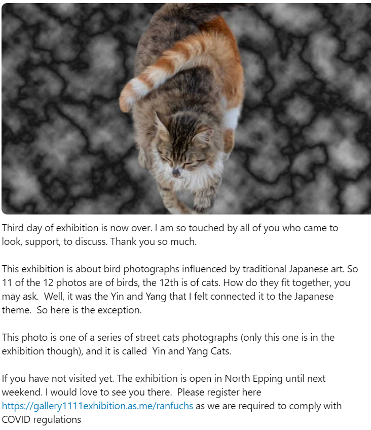Ran Fuchs Photography Cats Photographylovers Epping Exhibition Art Sydney T Co Frljljthdq Twitter