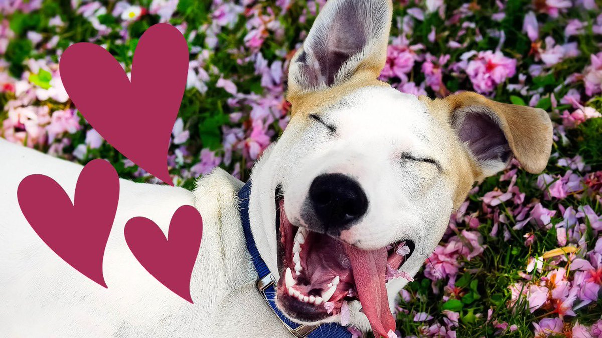 superdogawards's tweet photo. Happy Valentines to all our SuperDogs! https://t.co/Nh3gRcf5vO
