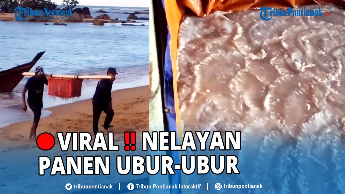 tribunpontianak's tweet photo. ยฎ๏ธ๐ด Viral โโvideo nelayan di Desa Temajuk, Kecamatan Paloh, Kabupaten Sambas, Kalimantan Barat, sedang panen ubur-ubur.
https://t.co/b8gBhDEXoW
#Viral #Panen #Ubur #Temajuk
Kapolres Ukraina Spanyol Owen Season 3 Hari Valentine Ngechat Wanda https://t.co/vOjASmYE3C