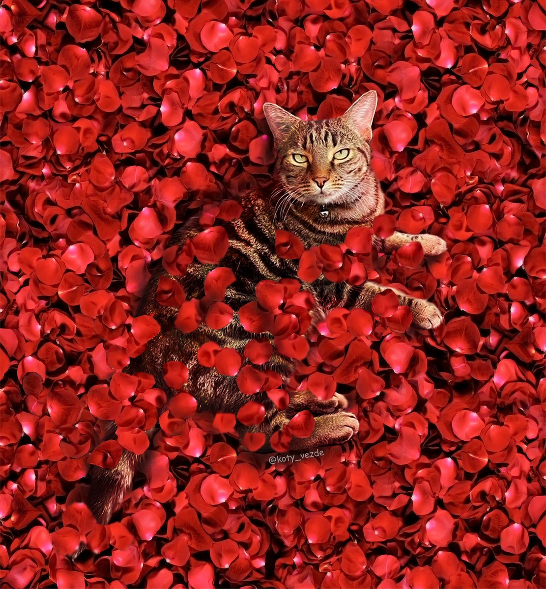 koty_vezde's tweet photo. Happy Valentine's Day! https://t.co/8KwOdGYxp3