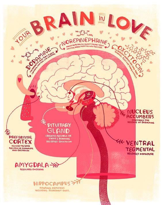 NeringaJurkute's tweet photo. I am not a fan of Valentines day, but these two images are my favourites! Is it too #nerdy?  Love can be #science; science can be love! #loveexplained https://t.co/kF8RQBmjGG