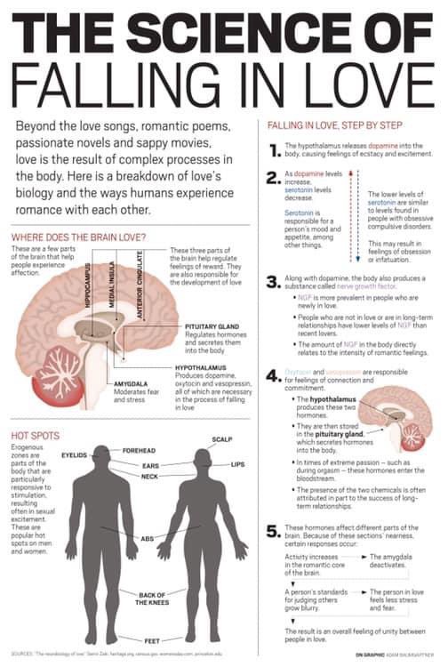 NeringaJurkute's tweet photo. I am not a fan of Valentines day, but these two images are my favourites! Is it too #nerdy?  Love can be #science; science can be love! #loveexplained https://t.co/kF8RQBmjGG