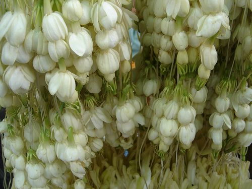 artistchic's tweet photo. @ginebraboi akin na yan. oh ito sampaguita para sayo kasi sinasanto naman kita https://t.co/O3jWeyQYVu