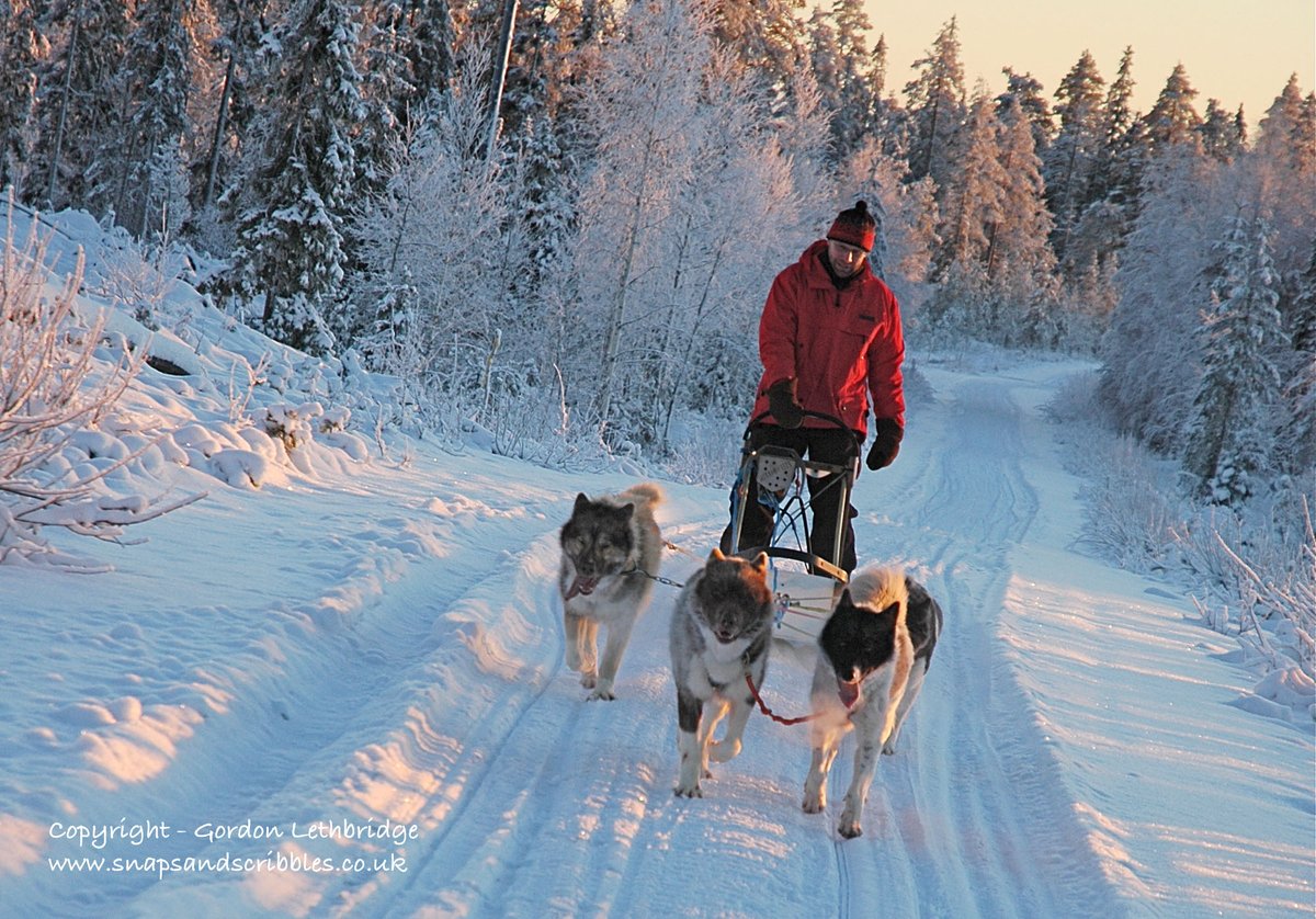 lethers's tweet photo. Who Let the Dogs Out? I did in Finland. Controlling a team of dogs pulling a sledge produces more adrenaline than you would think. Read about my experience of Paws in Finland’s wilderness https://t.co/9LXe4hZdEd #VisitFinland #dogsledging #dogsledding #wilderness https://t.co/e36Q5DGzdB