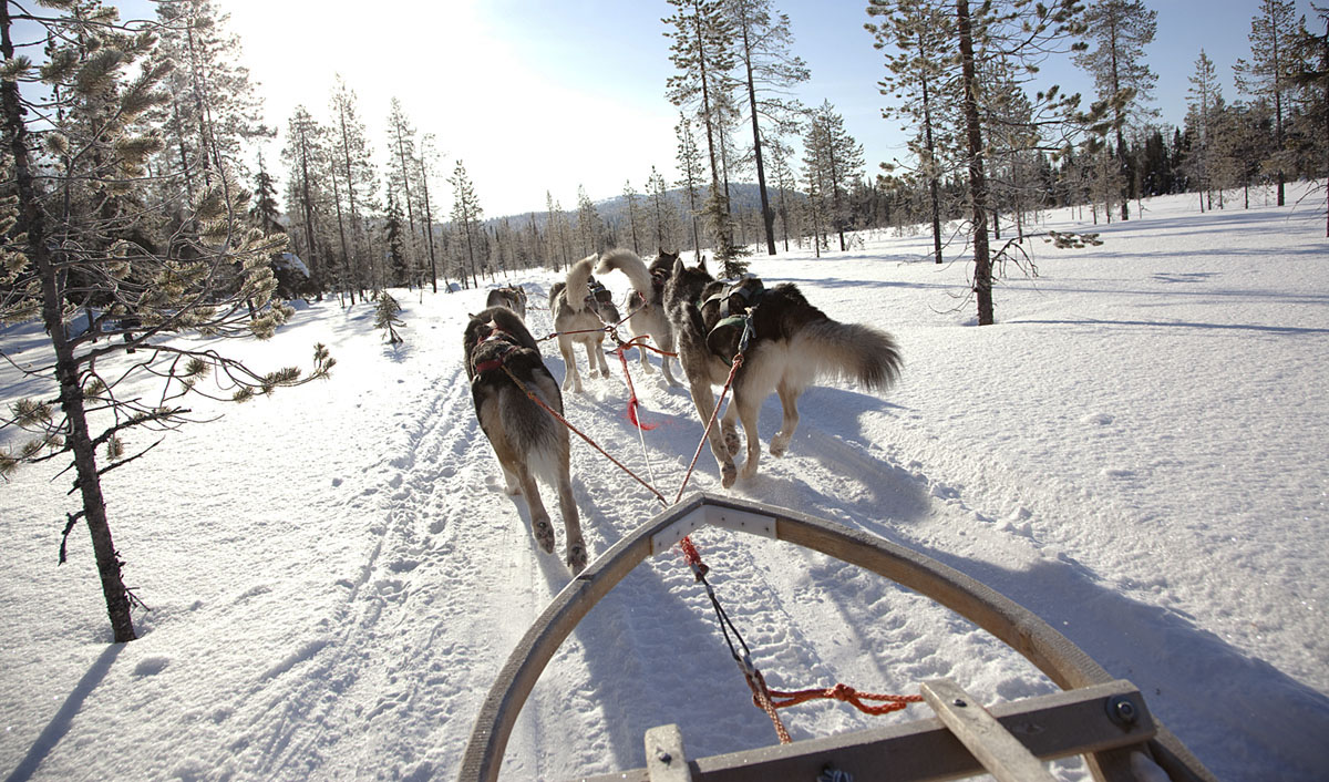 lethers's tweet photo. Who Let the Dogs Out? I did in Finland. Controlling a team of dogs pulling a sledge produces more adrenaline than you would think. Read about my experience of Paws in Finland’s wilderness https://t.co/9LXe4hZdEd #VisitFinland #dogsledging #dogsledding #wilderness https://t.co/e36Q5DGzdB