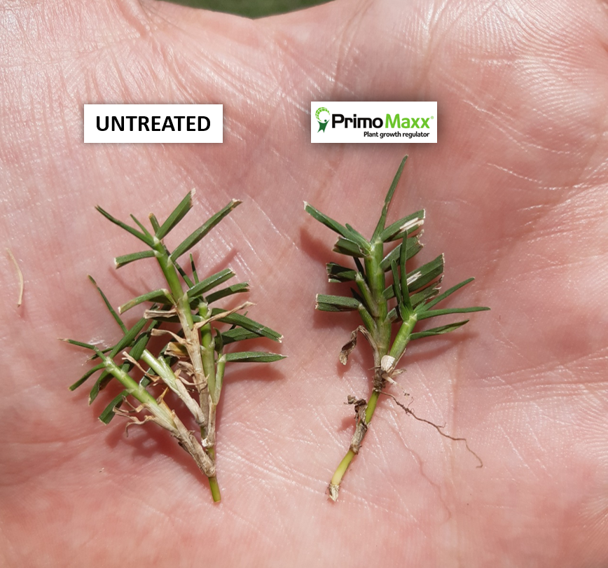 Talking_Turf's tweet image. POWER OF PRIMO MAXX!!!
#syngenta #primo #maxx #reducedmowing #turf