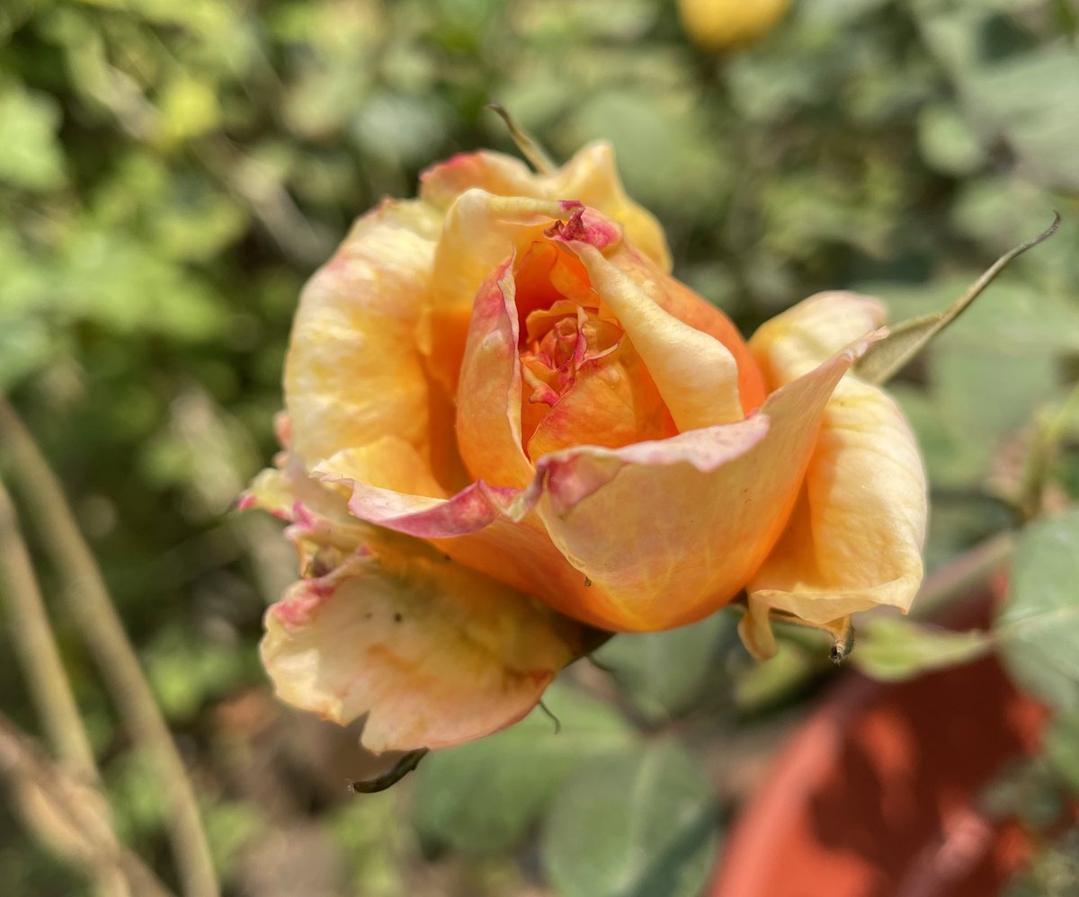CanisPariah's tweet photo. Live from India..
Let me transport your date to a remote exquisite Polynesian Sunset beach 🧡
(Wait, omg Rosa #TahitianSunset exuding fragrance even in this bud stage.. hmm after all it’s won a gold medal for fragrance)
#HappyValentinesDay #RoseTwitter #HybridTea #FragrantRose https://t.co/NPAmyGOyNO