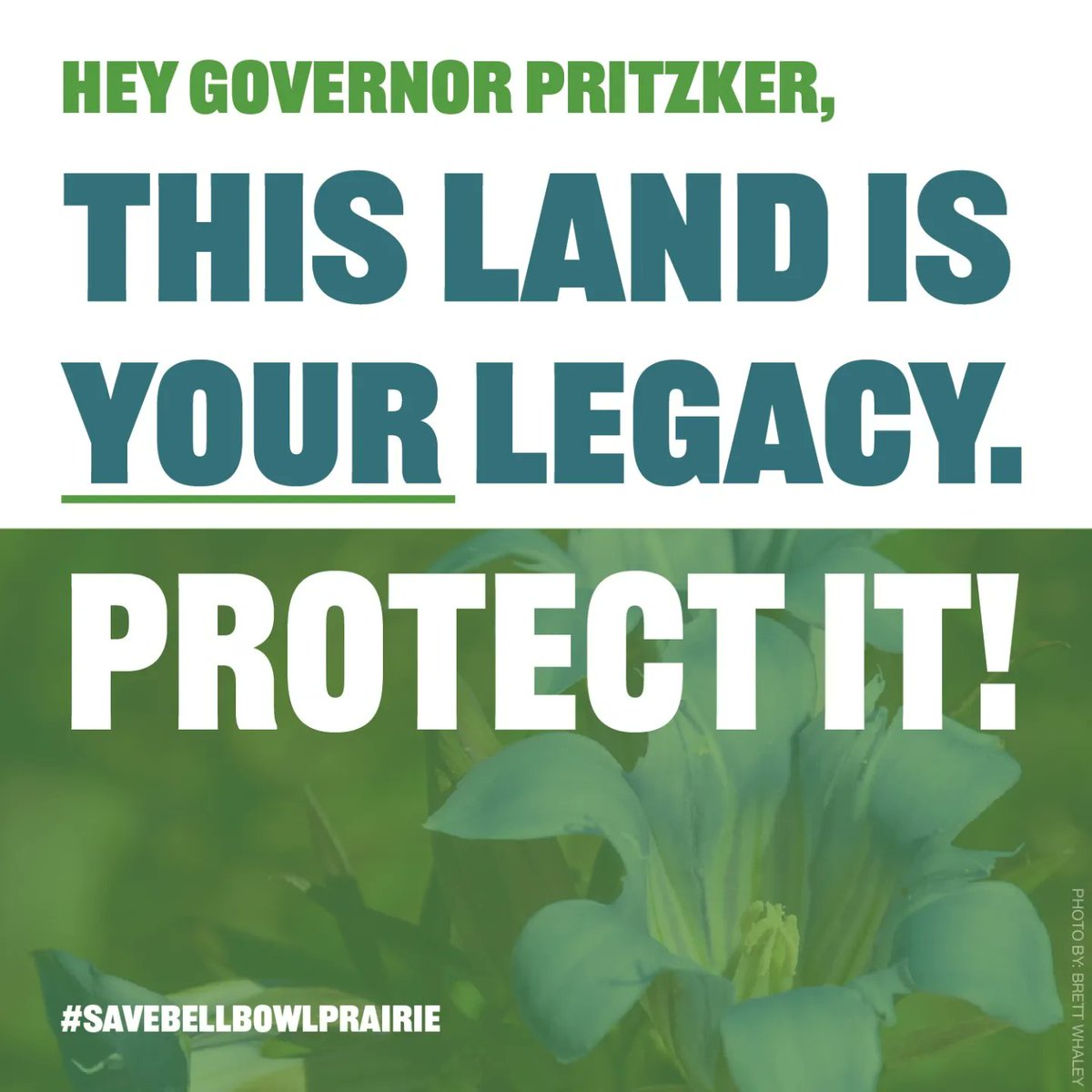 BellBowlPrairie's tweet image. 📣 Hey Governor Pritzker, reroute the road, save the prairie❗

Call 312-814-2121 to tell the nice office staff you support Illinois nature &amp;amp; Gov. Pritzker needs to take action.

Bell Bowl Prairie must be PERMANENTLY protected as an Illinois Nature Preserve.

#SaveBellBowlPrairie