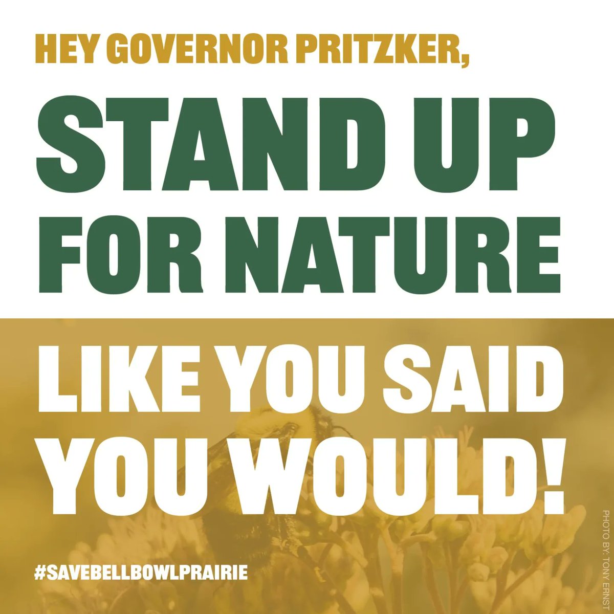 BellBowlPrairie's tweet image. 📣 Hey Governor Pritzker, reroute the road, save the prairie❗

Call 312-814-2121 to tell the nice office staff you support Illinois nature &amp;amp; Gov. Pritzker needs to take action.

Bell Bowl Prairie must be PERMANENTLY protected as an Illinois Nature Preserve.

#SaveBellBowlPrairie