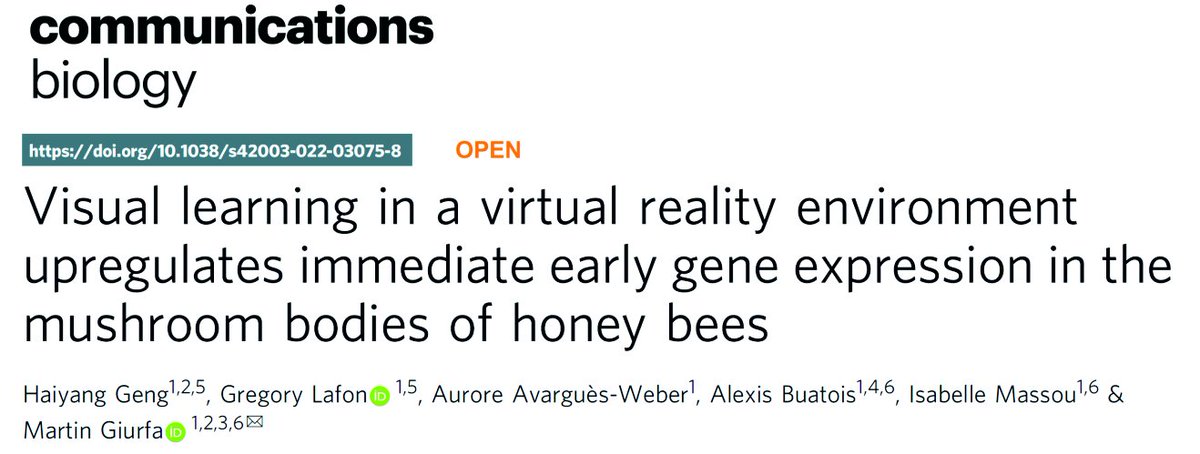 MartinGiurfa's tweet photo. New paper just published in @CommsBio showing how visual learning under virtual reality conditions leads to immediate-early-gene activation in the mushroom bodies of honey bees. Great piece of work by Haiyang Geng &amp; Gregory Lafon! Thanks to @ERC_Research https://t.co/Qes7YiC8b9 https://t.co/erWacyz4LA