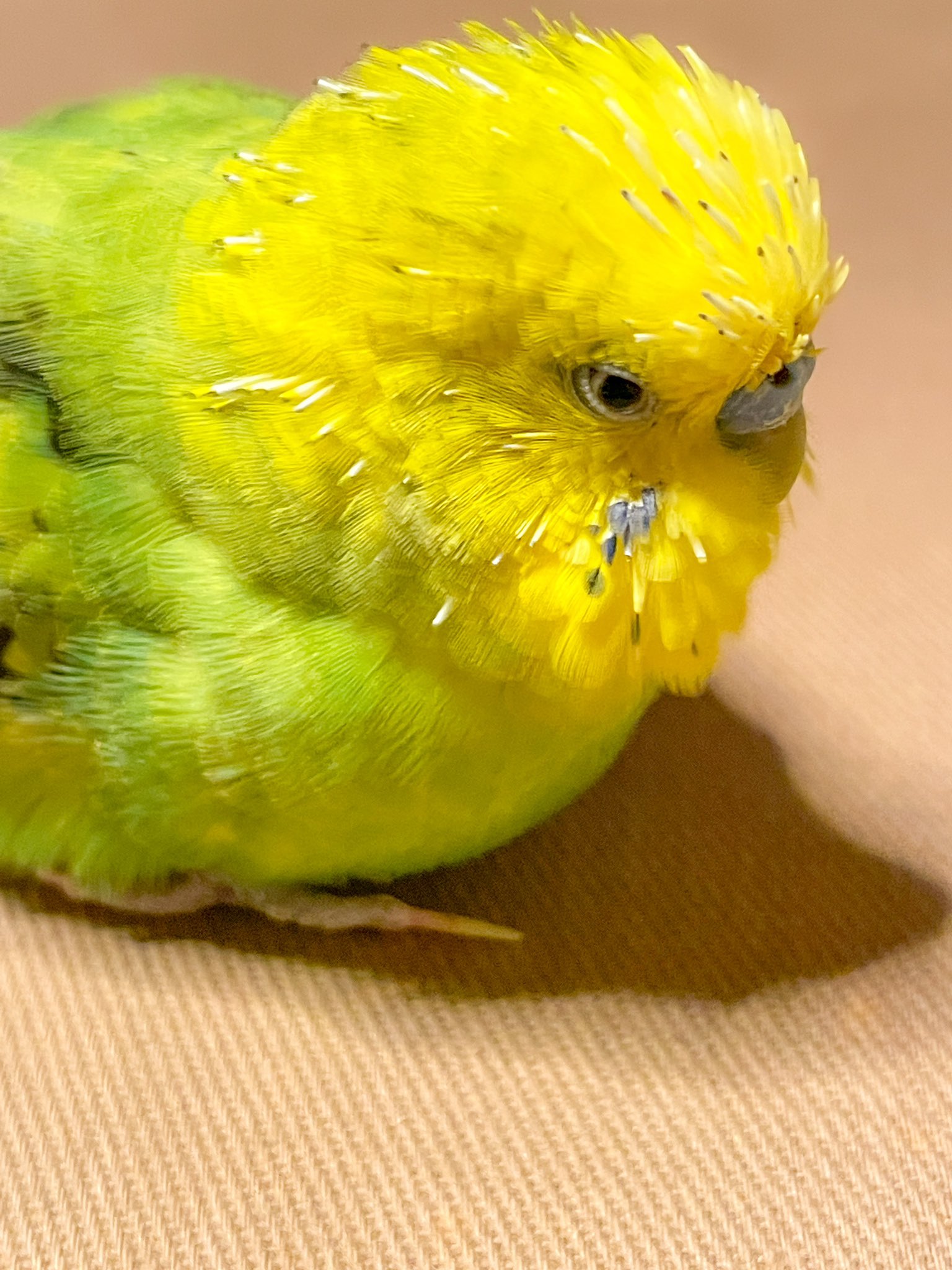 𝕠𝕙𝕒𝕪𝕠𝕜𝕠💙💛 on X: 𝕠𝕙𝕒𝕪𝕠𝕜𝕠💙💛 on X: