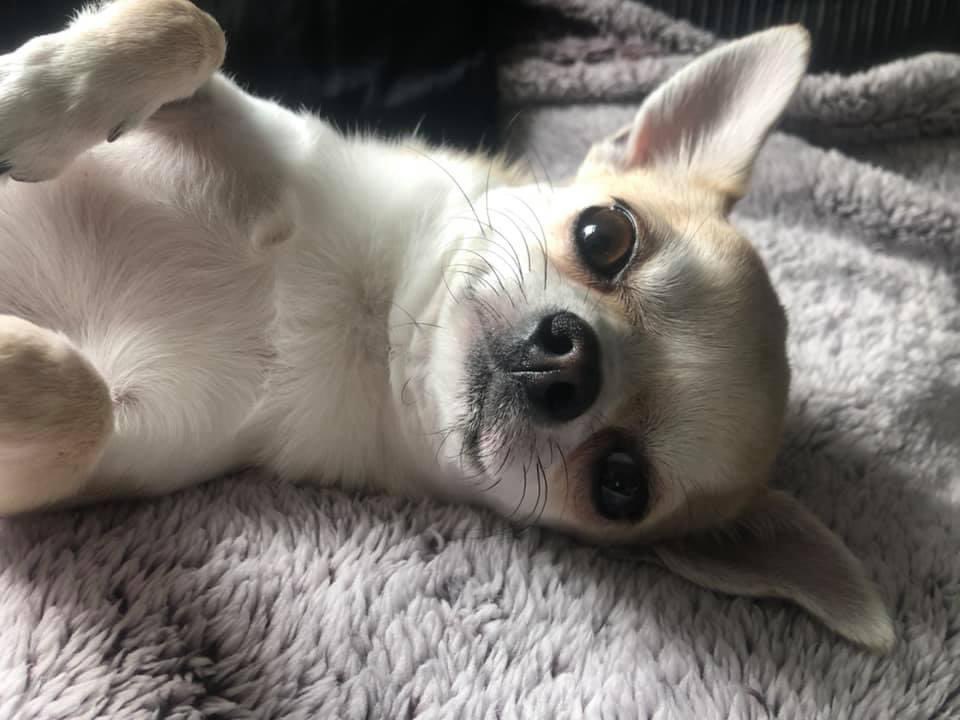 MissTatts tweet media